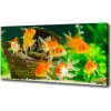 Foto obraz na plátne Zlaté rybky 100x50 cm Foto obraz na plátne Zlaté rybky 100x50 cm