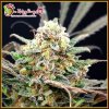 Dr. Krippling Seeds - Separation Cake Auto 5 ks - Semená neobsahujú THC Dr. Krippling Seeds - Separation Cake Auto 5 ks - Semená neobsahujú THC