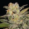 Expert Seeds - Northern Lights Auto 1 ks - Semená neobsahujú THC Expert Seeds - Northern Lights Auto 1 ks - Semená neobsahujú THC