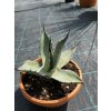 Agave aplanata v šírke 25 cm Agave aplanata v šírke 25 cm