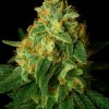 Propaganja Seeds Kashrut Auto semienka neobsahujú THC 5 ks