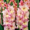Gladiolus Priscilla Gladiolus Priscilla