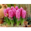 Hyacint Pink Pearl, kvetináč 7 cm Hyacint Pink Pearl, kvetináč 7 cm