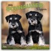 Schnauzer Puppies - Schnauzer Welpen 2026 - 16-Monatskalender (Kalendár) Schnauzer Puppies - Schnauzer Welpen 2026 - 16-Monatskalender (Kalendár)