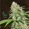 World of Seeds Mazar x White Rhino semena neobsahují THC 7 ks