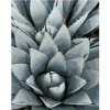 Diamondi Diamantové maľovanie KAKTUS AGAVE vypnuté plátno na rám Diamondi Diamantové maľovanie KAKTUS AGAVE vypnuté plátno na rám