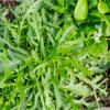 Rukola na rýchlenie do bytu Speedy - Eruca sativa - semená rukoly - 300 ks Rukola na rýchlenie do bytu Speedy - Eruca sativa - semená rukoly - 300 ks