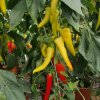 Paprika kozí/baraní roh Sora - Capsicum annuum - semená - 55 ks Paprika kozí/baraní roh Sora - Capsicum annuum - semená - 55 ks