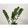 Zamioculcas zamiifolia (menší) Zamioculcas zamiifolia (menší)