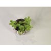PlanBros flower Baby Peperomia Rotundifolia PlanBros flower Baby Peperomia Rotundifolia