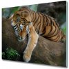 Sklenená doska na krájanie Tiger na strome 60x52 cm Sklenená doska na krájanie Tiger na strome 60x52 cm