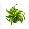 Dracaena fragnans Tornado Twist Dracaena fragnans Tornado Twist