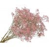 Stabilizovaná Gypsophila - Nevestin závoj 80g - ružový Stabilizovaná Gypsophila - Nevestin závoj 80g - ružový