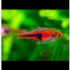 Razbora Espeho 20 ks - Rasbora espei Razbora Espeho 20 ks - Rasbora espei