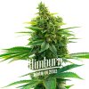 Blimburn Seeds Feminizované semená kanabisu Khalifa Kush 9 ks Blimburn Seeds Feminizované semená kanabisu Khalifa Kush 9 ks