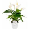 Antúria Banderola Cava biela 20-30cm - Anthurium, kont. p9 Antúria Banderola Cava biela 20-30cm - Anthurium, kont. p9