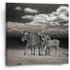 Sablio Obraz Zebry - 50x50 cm Sablio Obraz Zebry - 50x50 cm
