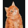 Zuty – Maľovanie Podľa Čísel – Ryšavý Kocúr Na Tmavom Pozadí (Myroslava Voloschuk), 40 × 50 cm, Plátno + Rám 8596530227618 Zuty – Maľovanie Podľa Čísel – Ryšavý Kocúr Na Tmavom Pozadí (Myroslava Voloschuk), 40 × 50 cm, Plátno + Rám 8596530227618