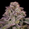 Anesia Seeds - Hollywood Rain Auto 3 ks - semená neobsahujú THC Anesia Seeds - Hollywood Rain Auto 3 ks - semená neobsahujú THC
