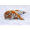 DIMEX | Vliesové fototapety na stenu Tiger v snehu MS-5-0595 | 375 x 250 cm | biela, čierna, oranžová + Vliesová fototapeta na stenu DIMEX Tiger v snehu MS50595 v rozmere 375 x 250 cm DIMEX | Vliesové fototapety na stenu Tiger v snehu MS-5-0595 | 375 x 250 cm | biela, čierna, oranžová + Vliesová fototapeta na stenu DIMEX Tiger v snehu MS50595 v rozmere 375 x 250 cm
