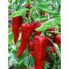 Paprika Corno Di Toro Rosso 0,3 g POLAN Paprika Corno Di Toro Rosso 0,3 g POLAN