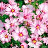 Krasuľka perovitá Cosmira Bicolor - Cosmos bipinnatus - semená krasuľky - 20 ks Krasuľka perovitá Cosmira Bicolor - Cosmos bipinnatus - semená krasuľky - 20 ks