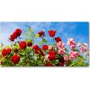 Foto obraz sklo tvrzené divoké ruže 100x50 cm Foto obraz sklo tvrzené divoké ruže 100x50 cm