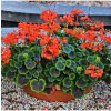 Muškát pásikavý Nekita F1 Scarlet - Pelargonium zonale - semená - 4 ks