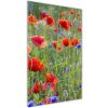 Vertikálny foto obraz sklenený Polné maky 50x100 cm Vertikálny foto obraz sklenený Polné maky 50x100 cm