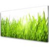 Sklenený obklad Do kuchyne Tráva rastlina príroda 100x50 cm Sklenený obklad Do kuchyne Tráva rastlina príroda 100x50 cm
