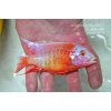 Aulonocara fire fish Albino - 4-5cm Aulonocara fire fish Albino - 4-5cm