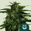 Royal Queen Seeds Cannabis Seeds Apollo F1 Auto 1 ks Royal Queen Seeds Cannabis Seeds Apollo F1 Auto 1 ks