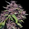 Ace Seeds - Panama x PCK 3 ks - Semená neobsahujú THC Ace Seeds - Panama x PCK 3 ks - Semená neobsahujú THC