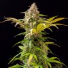 Doctor´s Choice Seeds Lowryder feminized (IBL) Auto Feminized 3 ks Doctor´s Choice Seeds Lowryder feminized (IBL) Auto Feminized 3 ks