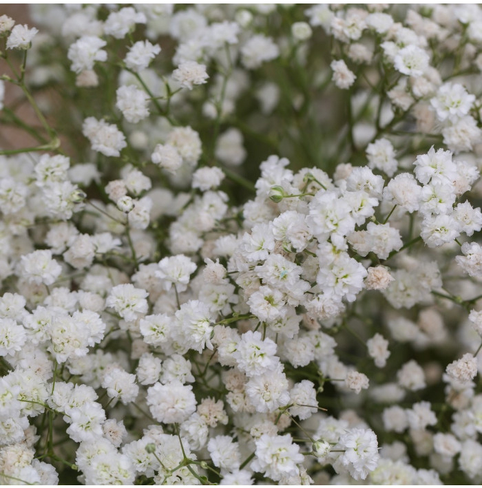 Gypsomilka metlinatá biela - Gypsophila paniculata - semená - 150 ks