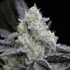 Silent Seeds - L.A. Vanilla Cake 10 ks - semená neobsahujú THC Silent Seeds - L.A. Vanilla Cake 10 ks - semená neobsahujú THC