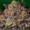 Positronics - Purple Cherry 1 ks - Semená neobsahujú THC Positronics - Purple Cherry 1 ks - Semená neobsahujú THC
