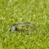 Hadicová spona nerzová oceľ 25-40/9mm W2 Hadicová spona nerzová oceľ 25-40/9mm W2
