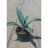 Agave franzosinii Ø20 cm Agave franzosinii Ø20 cm