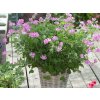 Muškát proti komárom Anti-Mosquito Pink Capitatum, kvetináč 10,5 cm Muškát proti komárom Anti-Mosquito Pink Capitatum, kvetináč 10,5 cm