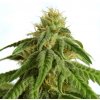 Kannabia Seeds - Afrodite 3 ks - Semená neobsahujú THC Kannabia Seeds - Afrodite 3 ks - Semená neobsahujú THC