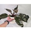 PlanBros flower Philodendron Imperial Red PlanBros flower Philodendron Imperial Red