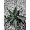 Agave colorata ‘Supreme’ v šírke 30 cm, výške 23 cm Agave colorata ‘Supreme’ v šírke 30 cm, výške 23 cm