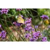 Verbena bonariensis ´ Lollipop ´ C2 Verbena bonariensis ´ Lollipop ´ C2