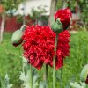 Mak Scarlet Peony - Papaver somniferum - semená - 150 ks Mak Scarlet Peony - Papaver somniferum - semená - 150 ks