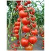 Paradajka kolíková koktejlová Spencer - Solanum lycopersicum. - Semená rajčiaka - 20 ks Paradajka kolíková koktejlová Spencer - Solanum lycopersicum. - Semená rajčiaka - 20 ks