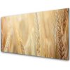 Sklenený obklad Do kuchyne Pšenica rastlina príroda 100x50 cm Sklenený obklad Do kuchyne Pšenica rastlina príroda 100x50 cm