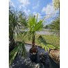 Washingtonia filibusta s hladkým kmeňom s výškou kmeňa 52 cm v celkovej výške 210 cm Washingtonia filibusta s hladkým kmeňom s výškou kmeňa 52 cm v celkovej výške 210 cm