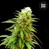 Bulk Seed Bank - Auto Zkittly Zi Zi 500 ks - Semená neobsahujú THC Bulk Seed Bank - Auto Zkittly Zi Zi 500 ks - Semená neobsahujú THC