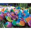 ZUTY Maľovanie podľa čísel - DÚHOVÉ TULIPÁNY Rámovanie: vypnuté plátno na rám, Rozmer: 80x100 cm ZUTY Maľovanie podľa čísel - DÚHOVÉ TULIPÁNY Rámovanie: vypnuté plátno na rám, Rozmer: 80x100 cm